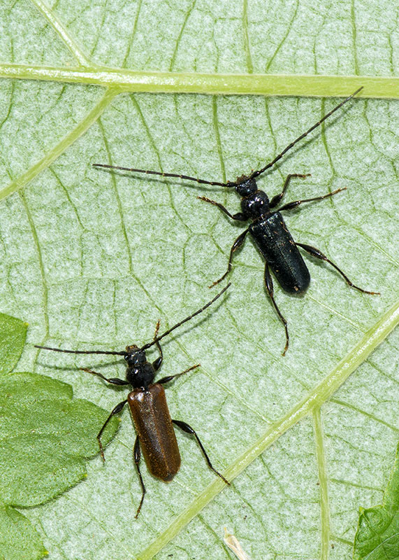 Cerambycidae: Phymatodes testaceus,  maschio e femmina